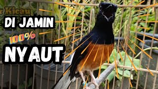 Download Lagu JAMINAN NYAUT MURAI BATU GACOR PAGI-SIANG-MALAM AMPUH BUAT PANCINGAN MURAI BATU AGAR CE;PAT BUNYI MP3 Download Lagu JAMINAN NYAUT MURAI BATU GACOR PAGI-SIANG-MALAM AMPUH BUAT PANCINGAN MURAI BATU AGAR CE;PAT BUNYI MP3