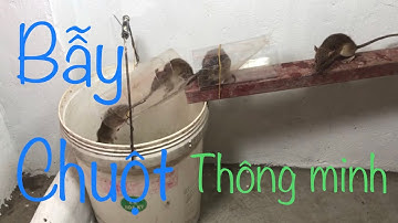 The smartest mouse trap captures many mice/Bẫy chuột thông minh nhất bắt  nhiều chuột
