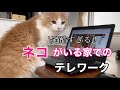 仕事中に何気に誘惑してくる猫！全く仕事に集中できませんでした・・