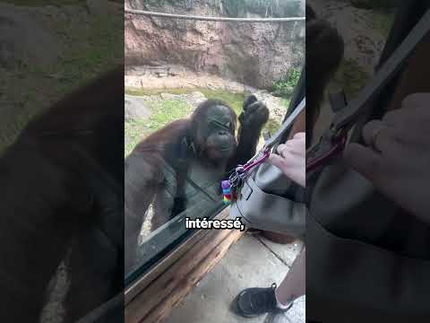 Vidéo: Les gorilles peuvent-ils faire des signes ?