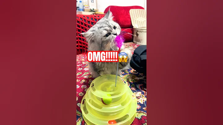 Video 10570351: persian cat british, cutecat funnycat britishshorthair, cat toys british, persian cat first, funny cat british