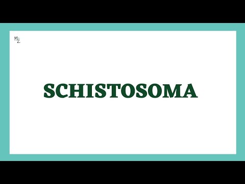 Schistosoma | Schistosomiasis | Blood Flukes | Schistosoma mansoni, haematobium & japonicum