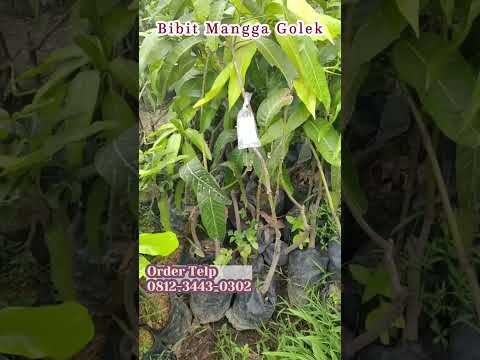 Jual Bibit Tanaman Mangga Golek Batang Kokoh Siap Tanam