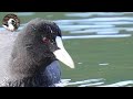 【野鳥観察】水鳥を観よう!湖にいた黒い鳥の水中への潜り方が最高! Vlog68