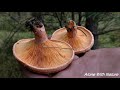 Сбор грибов в Октябре 2021,Рыжики растут грядками,холодный засол рыжиков))))