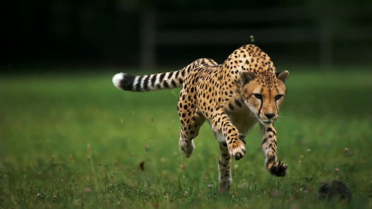 Cheetah Running In Slow Motion - YouTube