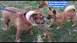 Dallas, Dj An Draco Interact With Each Other As Gentlemenguys,Bulldog, Chihuahua An Pitbull