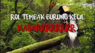 Suara burung kecil rol tembak speed rapat untuk masteran