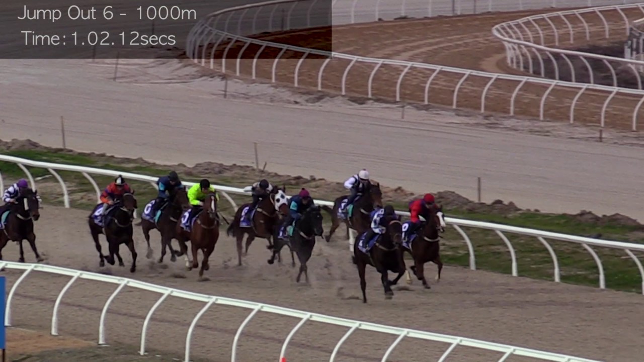 Harness Driver Killed At Cranbourne Harness Driver Killed At Cranbourne