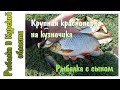 За крупной красноперкой. Рыбалка на кузнечика