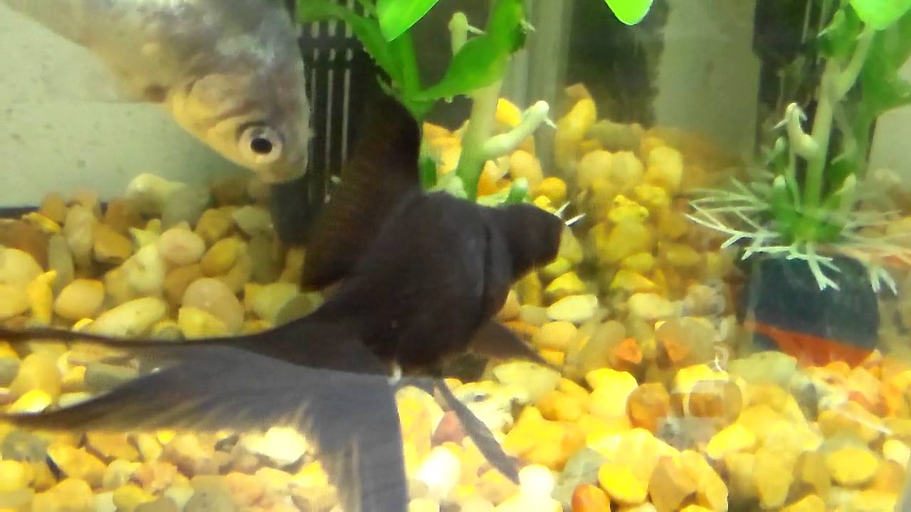 male black moor goldfish