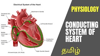 Physiology | CVS Conducting System of Heart in Tamil | Dr. Thameem Ansari