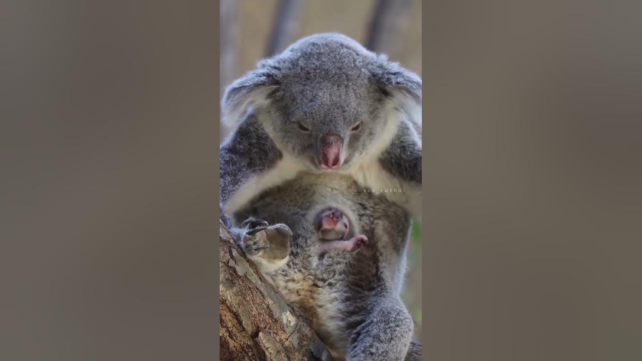 I didn't know that Koalas have pouches! 🐨 YouTube