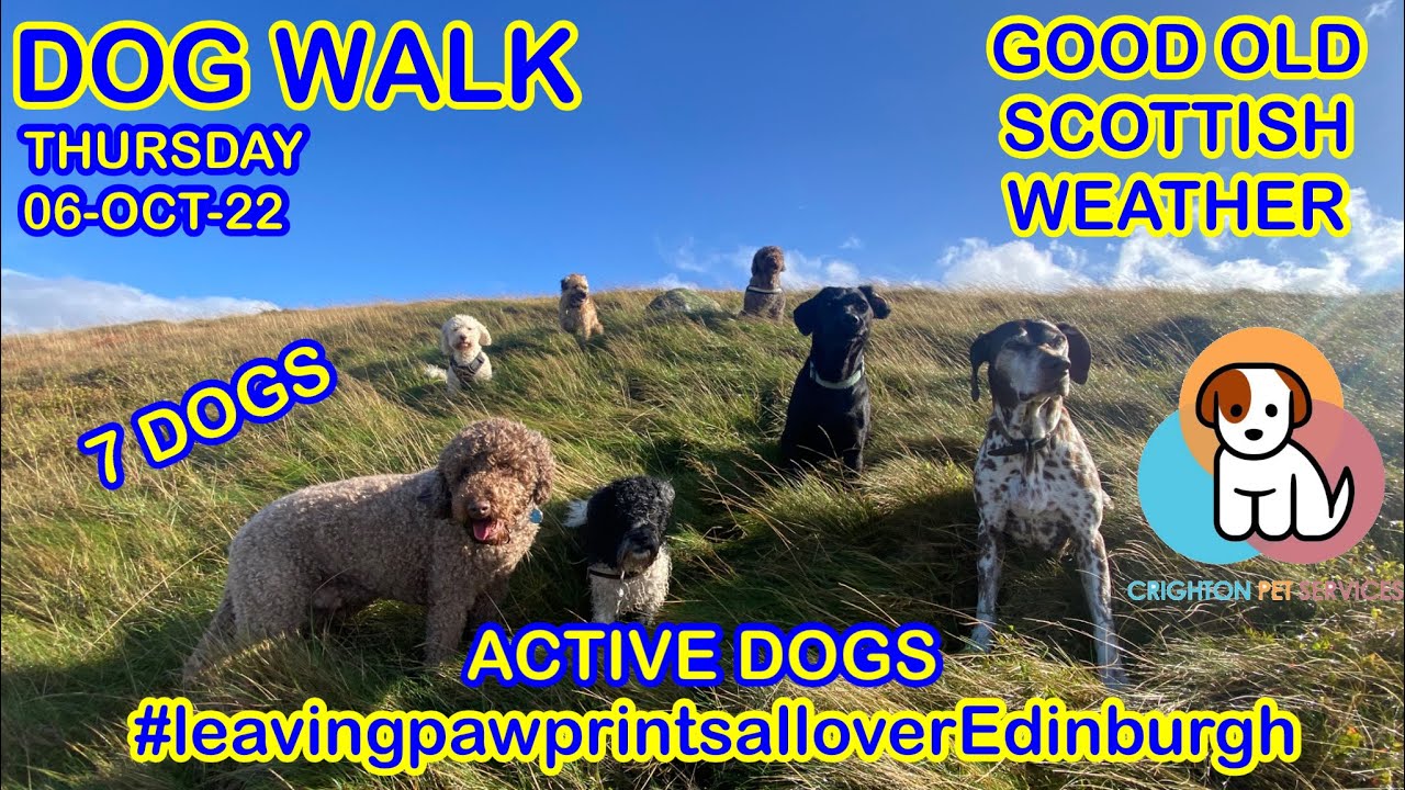 Good old Scottish weather Dog Walk Highlights 7 Dogs dogwalker