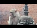 Monkey Temple Kathmandu Nepal