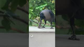 Crow with dead rat#trendingshorts #fcrow#deadrat#wildlife #birdsounds #lifecycle