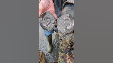 Old Rock contains Ammonite Fossil! 🌊🪨🌀 #fossilhunting #fossils #shorts #beach #coast #sea #ammonite
