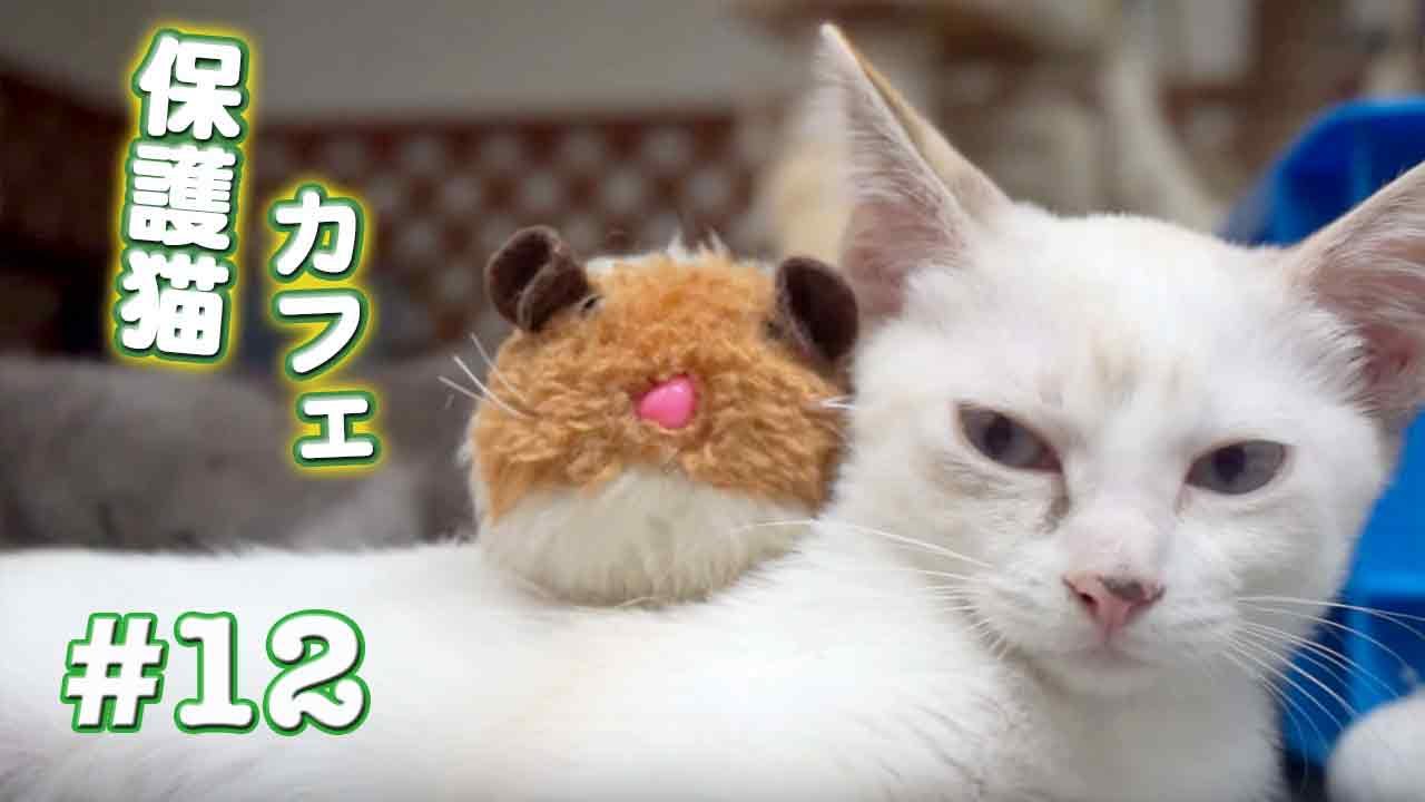 猫カフェ 横浜 保護猫カフェ〜猫の癒しパワーは最強！幸せな気持ちになれた！( 猫カフェ動画 #12 ) Cat Cafe in Japan !