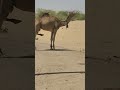  camelot camels