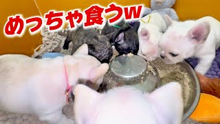 【生後36日】概要欄にママさんのLINEを貼ってあるのでそこからお問い合わせを！！