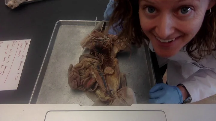 Cat Blood Vessels