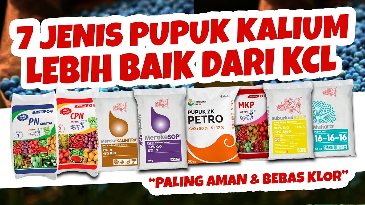 LEBIH BAIK DARI KCL.❗❗❗ REKOMENDASI 7 JENIS PUPUK KALIUM BEBAS KLORIN | Untuk Semua Tanaman