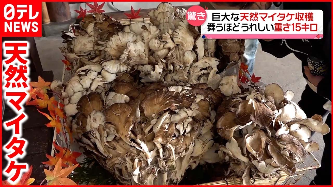 重さ15キロ！】巨大な「天然マイタケ」収穫 民宿の“特別メニュー”に 