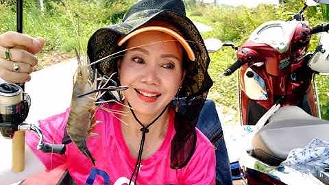 Câu tôm gò công con càng xanh to cùng các loại cá rất tuyệt