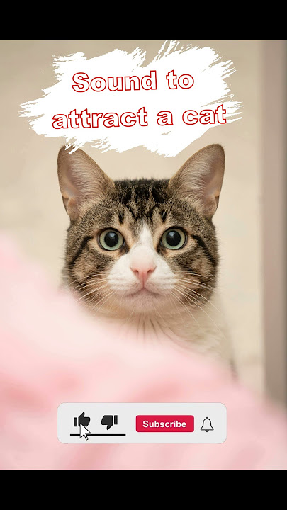 Sounds to attract cats' attention