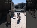 Mauvaise nouvelle pour les manchots du Cap