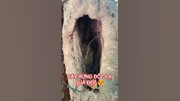 CÂY RỪNG ĐỘC LẠ QUÁ ĐẸP TRÊN TÂY NGUYÊN HÙNG VĨ