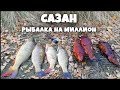 АДОВЫЙ КЛЕВ САЗАНА. Ноябрь.