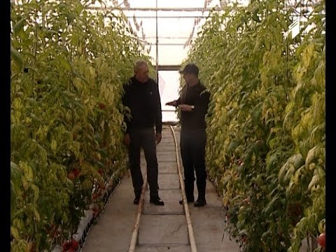 ჩვენი ფერმა - სასათბურე მეურნეობა