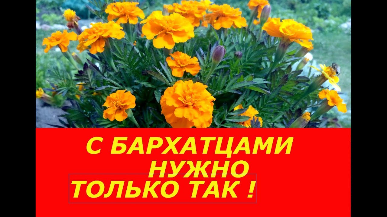 БАРХАТЦЫ НУЖНО ВЫРАЩИВАТЬ ТОЛЬКО ТАК ! БУДУТ РАДОВАТЬ ДО САМОЙ ОСЕНИ, А ЕЩЕ ИХ МОЖНО СЪЕСТЬ