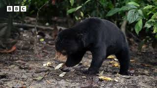 This Is The Bornean Sun Bear Conservation Centre!