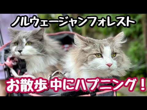 ノルウェージャンフォレストキャット散歩中にトカゲの尻尾を突きつけられた〜‼️