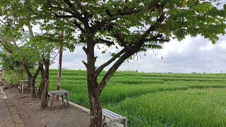 TERBENTANG LUAS SAWAH NAN HIJAU SEGARKAN MATA | GRC MUSIC