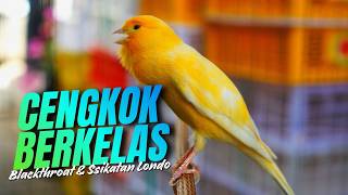 MATERI BERKELAS IDAMAN - Masteran Kenari Isian Blackthroat dan Sikatan Londo Gacor Cengkok Lomba