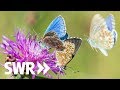 Käfer, Biene Schmetterling – Natur faszinierend und bedroht | Geschichte & Entdeckungen