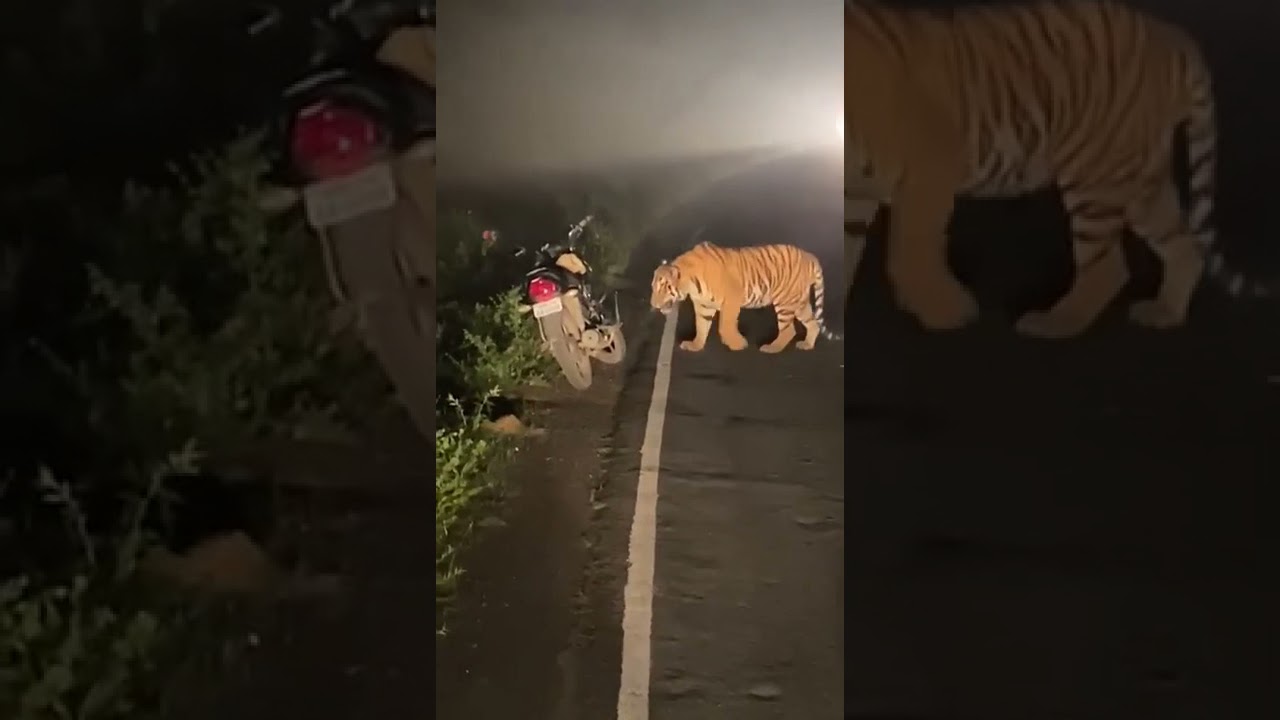 Tiger on Road - Tadoba 