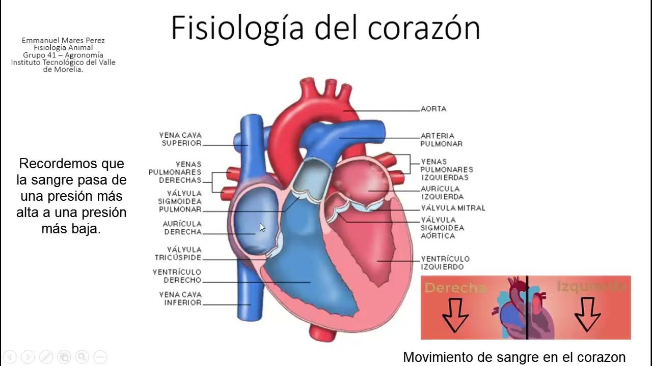 Partes Y Funciones Del Corazon Fisiologia Animal Youtube