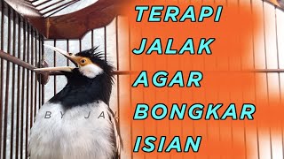 Terapi jalak suren PAGI BUTA, bikin jalak anda GACOR dan BONGKAR ISIAN