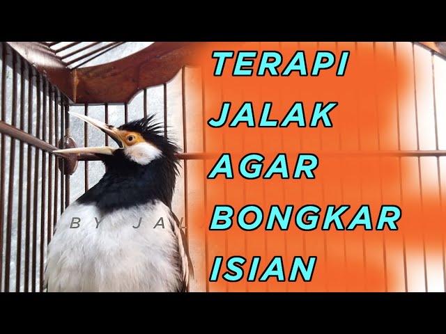 Terapi jalak suren PAGI BUTA, bikin jalak anda GACOR dan BONGKAR ISIAN class=