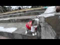 Cat to patrol the familiar location