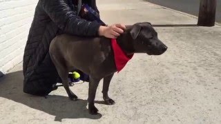 Luna For Adoption At Ruff House Rescue New York