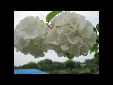 昭和の歌１９７１＃オリビアの調べ