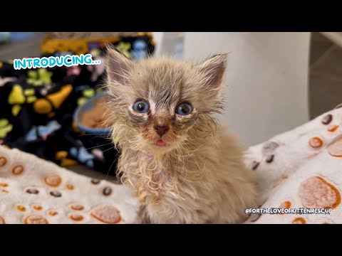 Video: Pet Scoop: Stray Kitten Bernama Masalah Setelah Penyelamatan Drama, 16 Tupai Bayi Sembuh