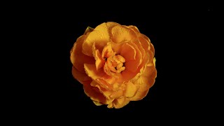 Guided Meditation The Void Cord Cutting With Shamanic Drumming