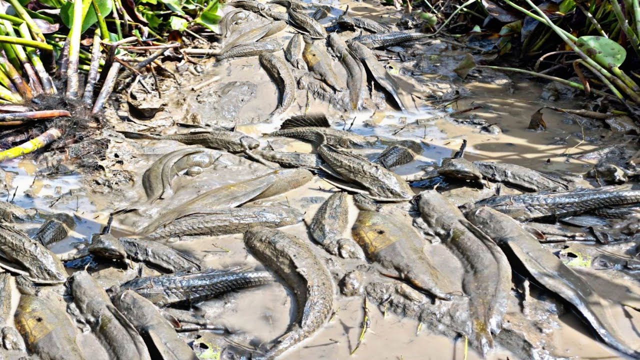 Amazing Fishing Under Grass, Traditional Excellent Cearching Boy Catch Fish A Lots By Hand