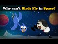 Why can't Birds Fly in Space? + more videos | #aumsum #kids #science #education #children